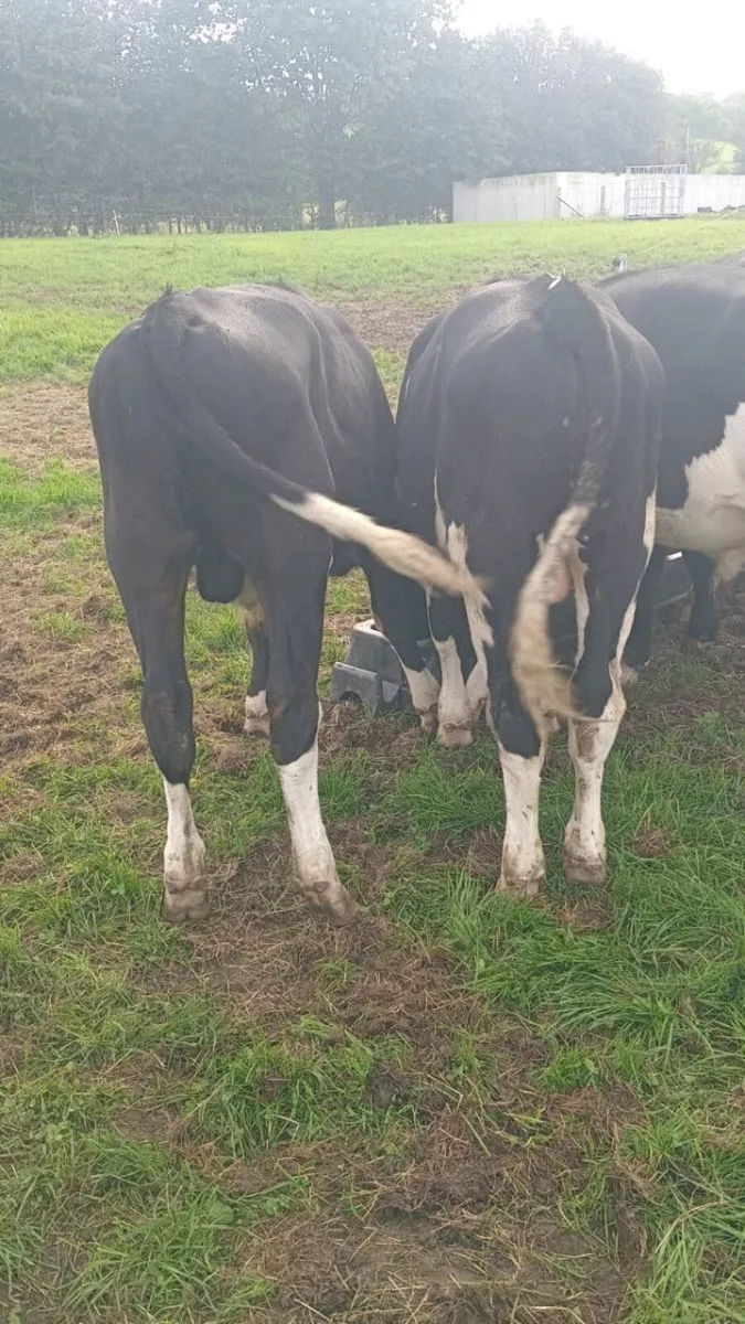 BRITISH FRIESIAN - Image 3