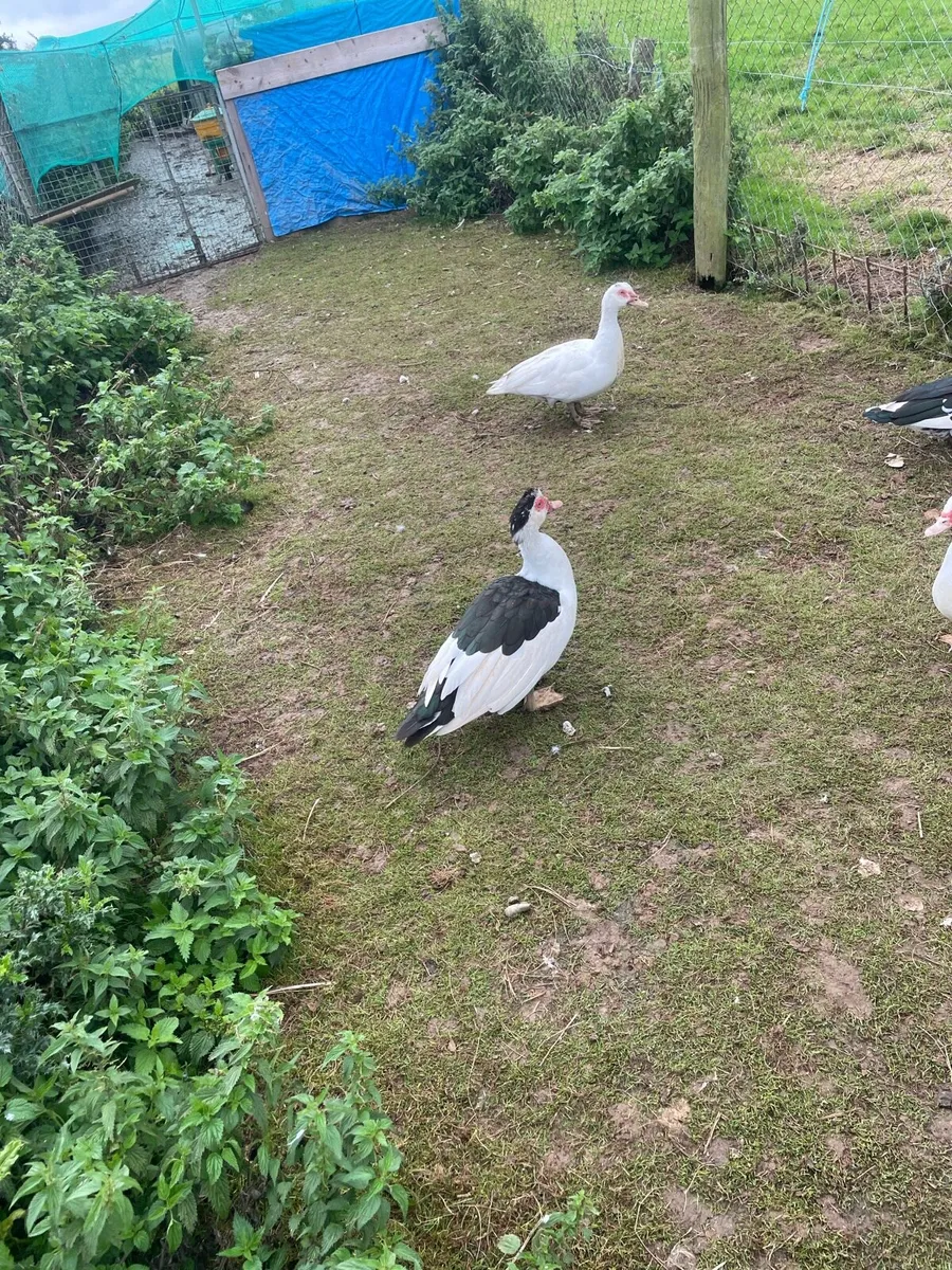 Ducks & drakes - Image 2