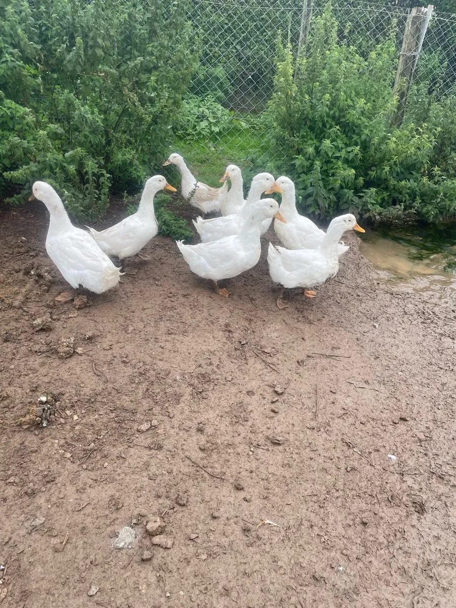 Ducks & drakes - Image 3