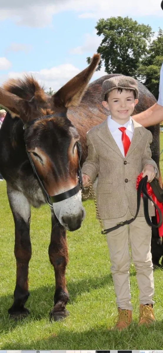 Mare Donkey - Image 1