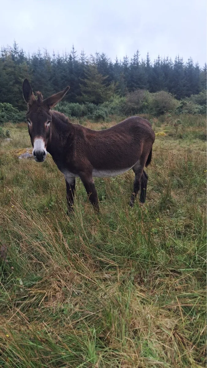 Mare Donkey - Image 3