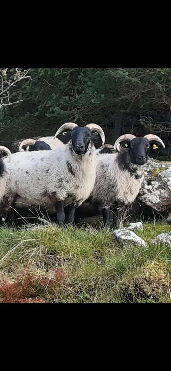 🔥 7 Mayo/Lanark Blackface Mountain Hoggets 🔥 - Image 2