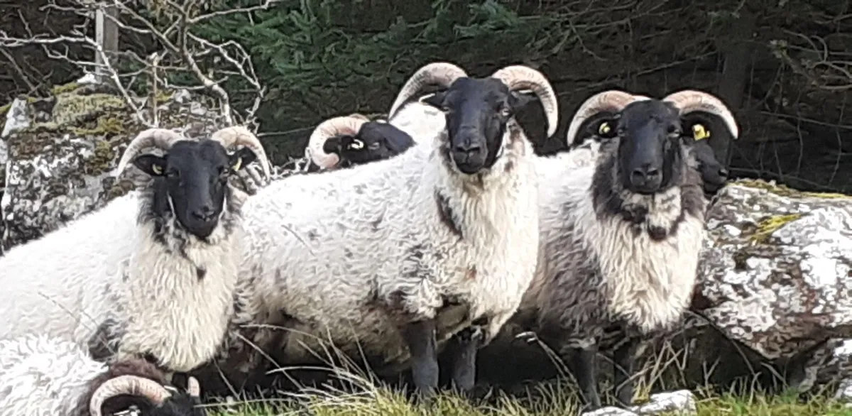 🔥 7 Mayo/Lanark Blackface Mountain Hoggets 🔥 - Image 3