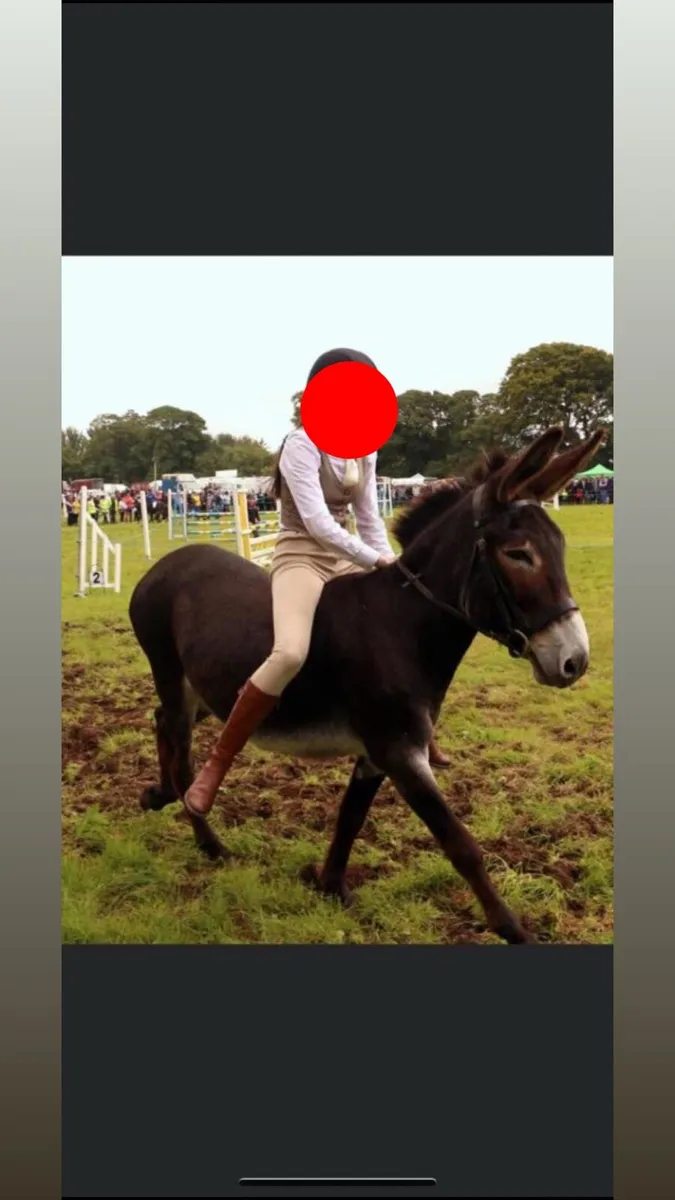 Mare Donkey - Image 4