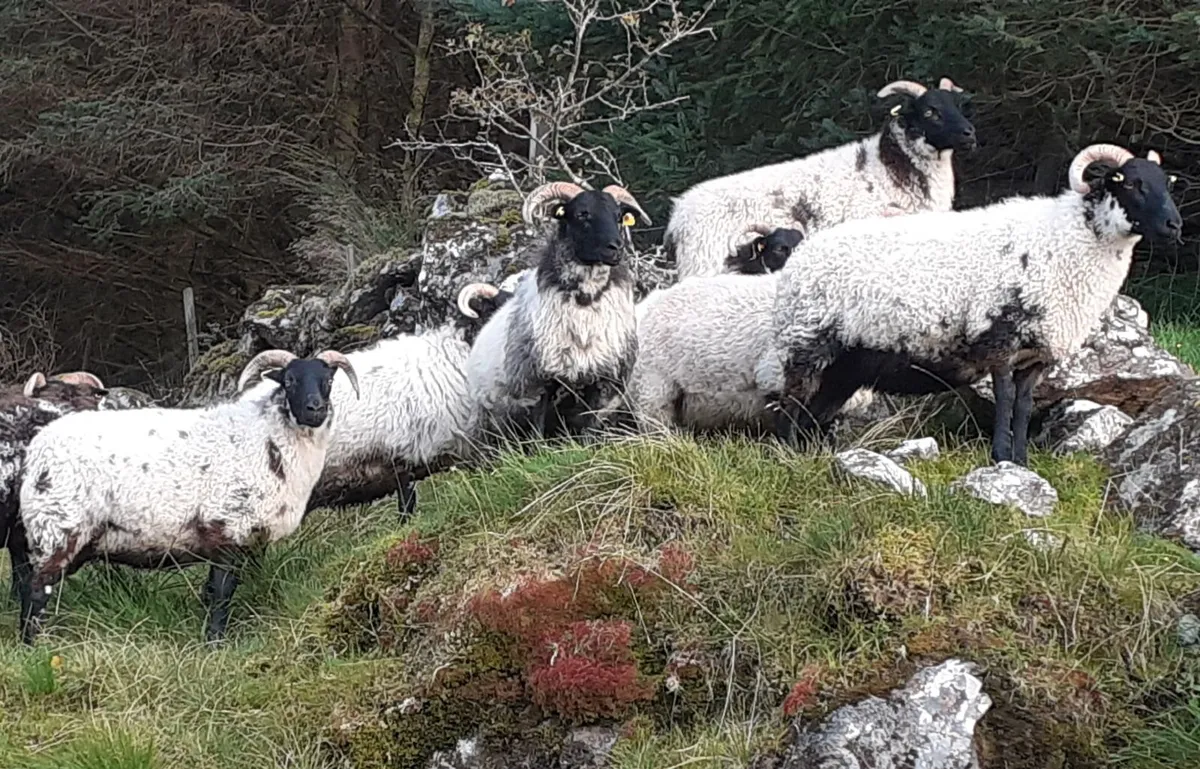 🔥 7 Mayo/Lanark Blackface Mountain Hoggets 🔥 - Image 1