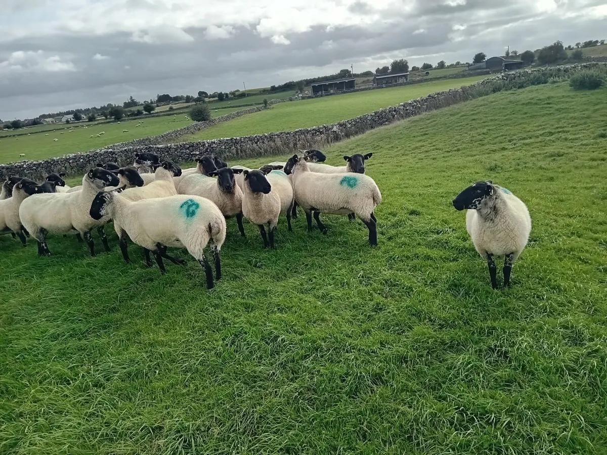 Suffolk x ewe hoggets - Image 2