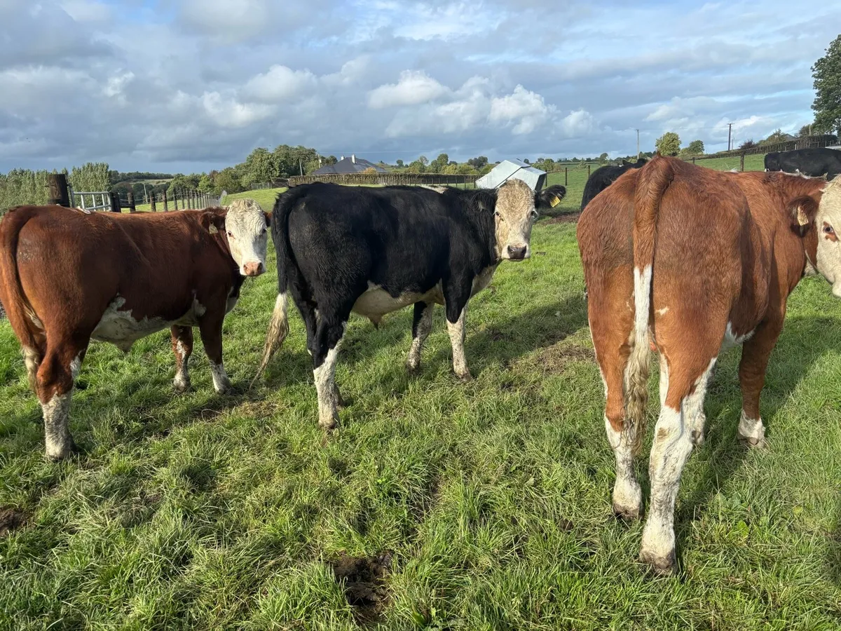 15 super Hereford store bullocks - Image 1