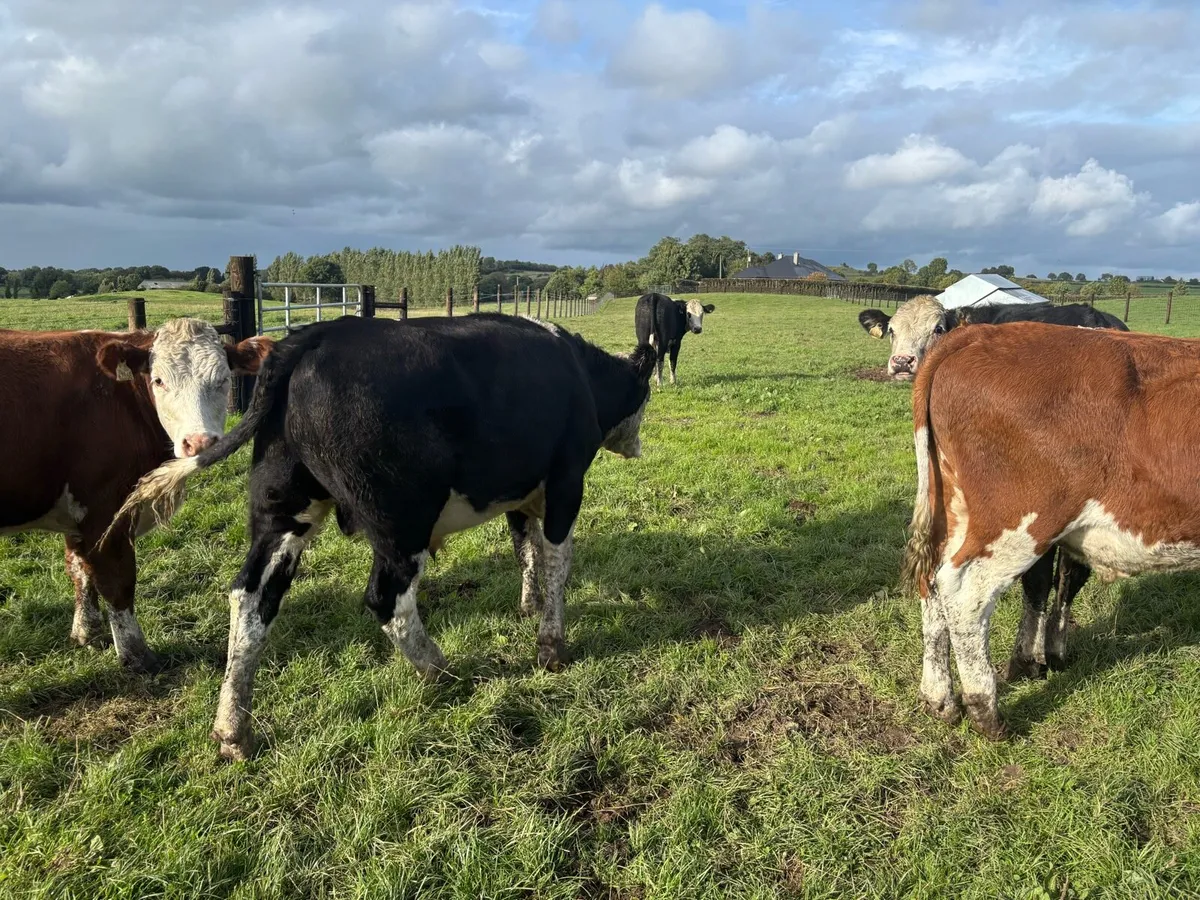 15 super Hereford store bullocks - Image 4