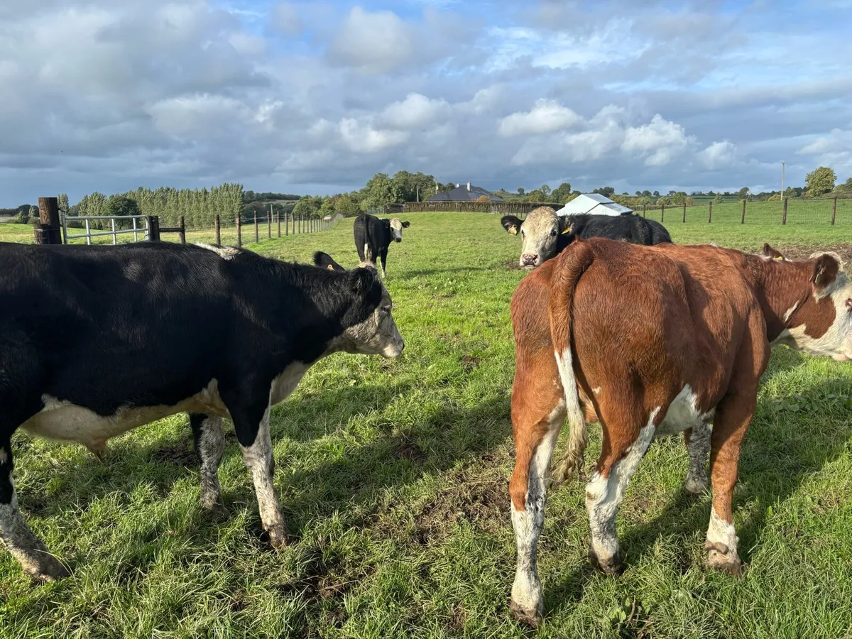 15 super Hereford store bullocks - Image 2