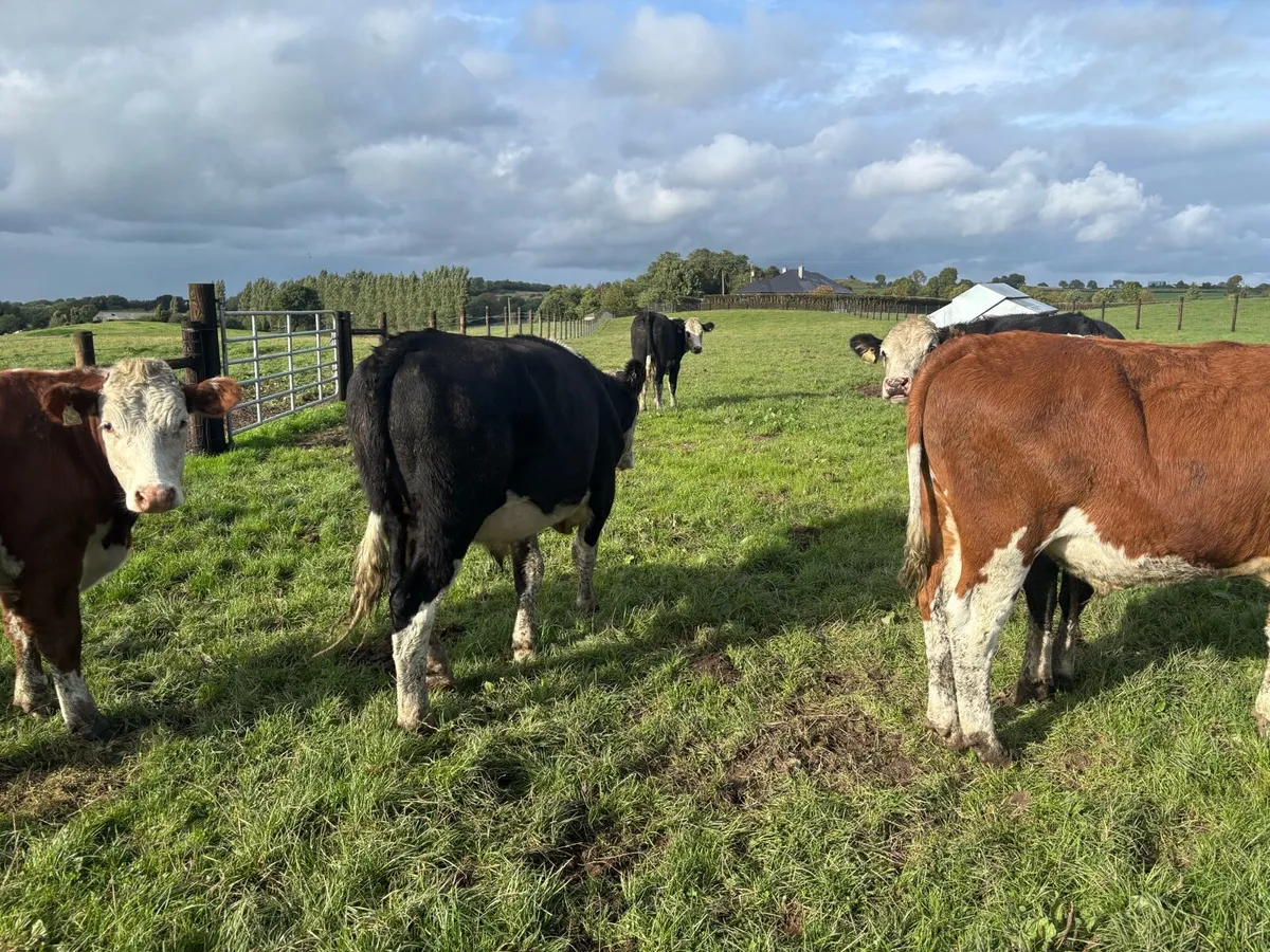 15 super Hereford store bullocks - Image 3