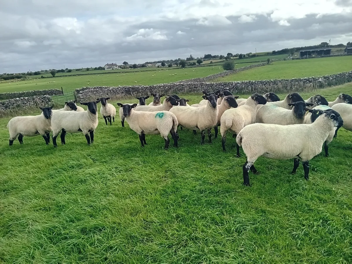Suffolk x ewe hoggets - Image 4