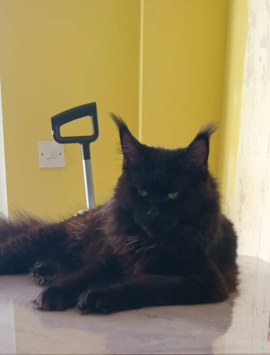 Maine Coon - Image 1