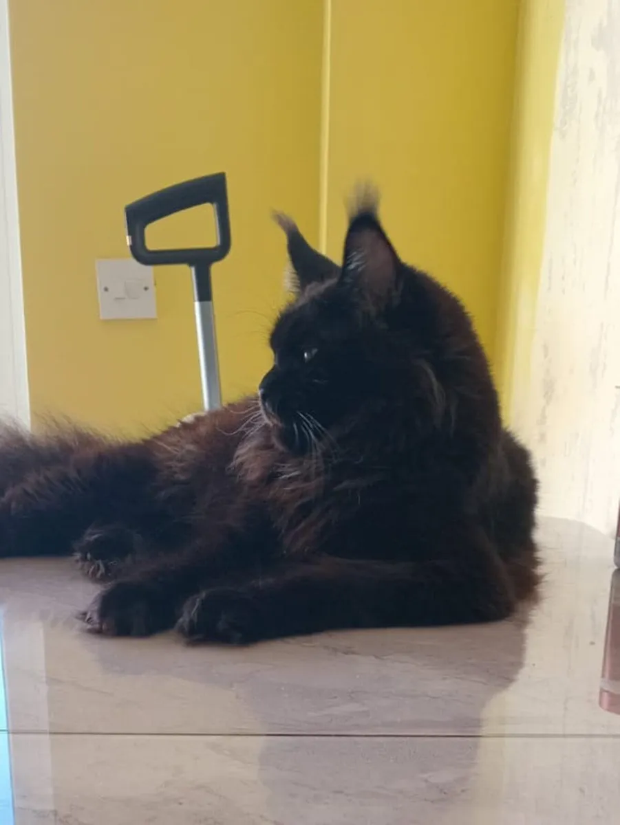 Maine Coon - Image 3
