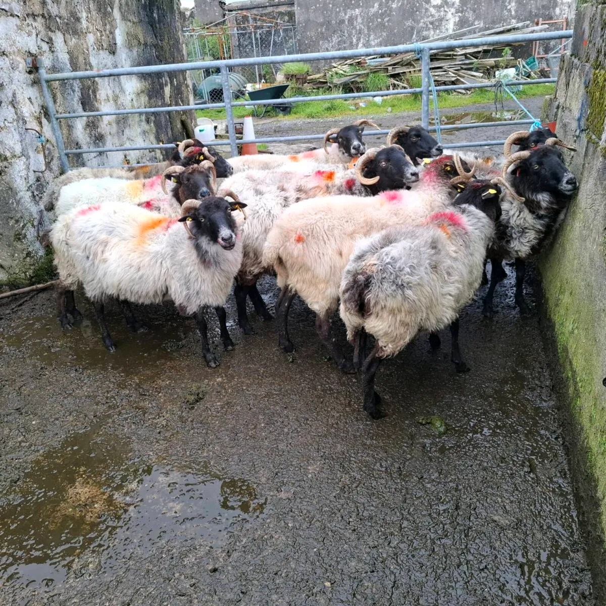 BM EWES ND STORE LAMBS - Image 2