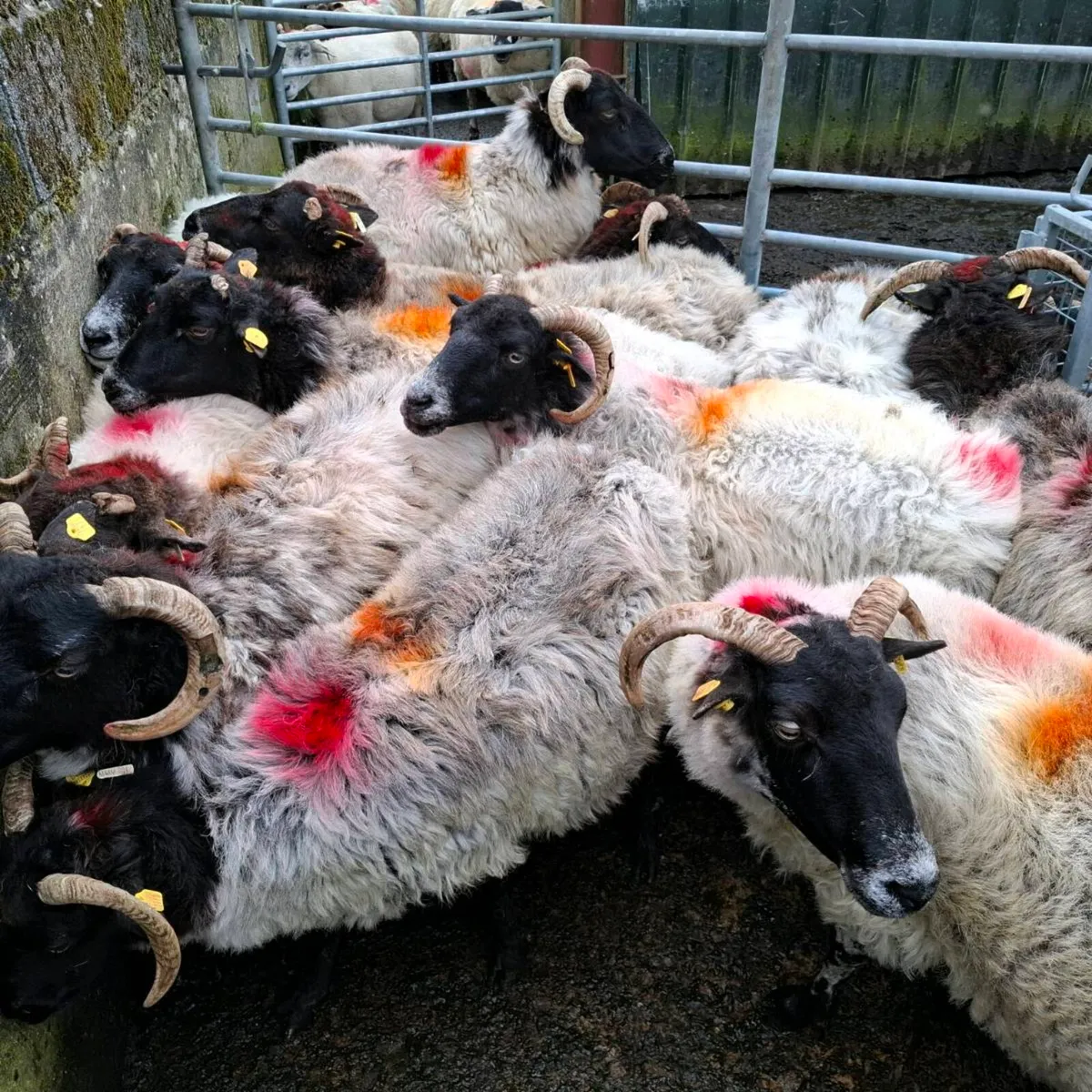 BM EWES ND STORE LAMBS - Image 1