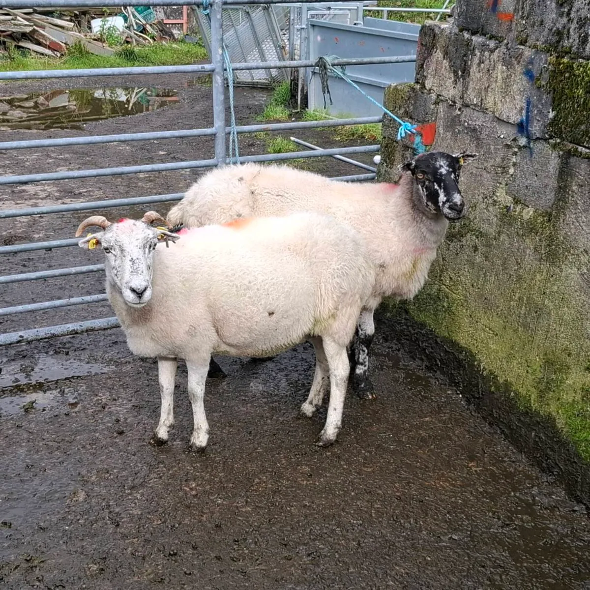 BM EWES ND STORE LAMBS - Image 3