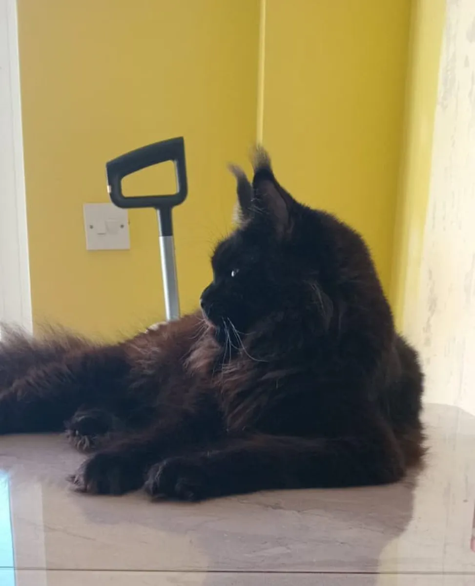 Maine Coon - Image 2