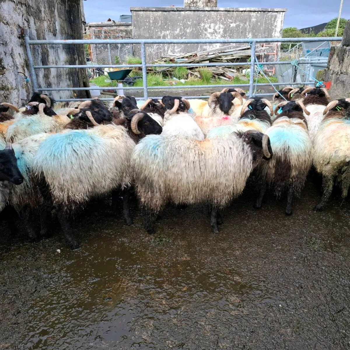 BM EWES ND STORE LAMBS - Image 4