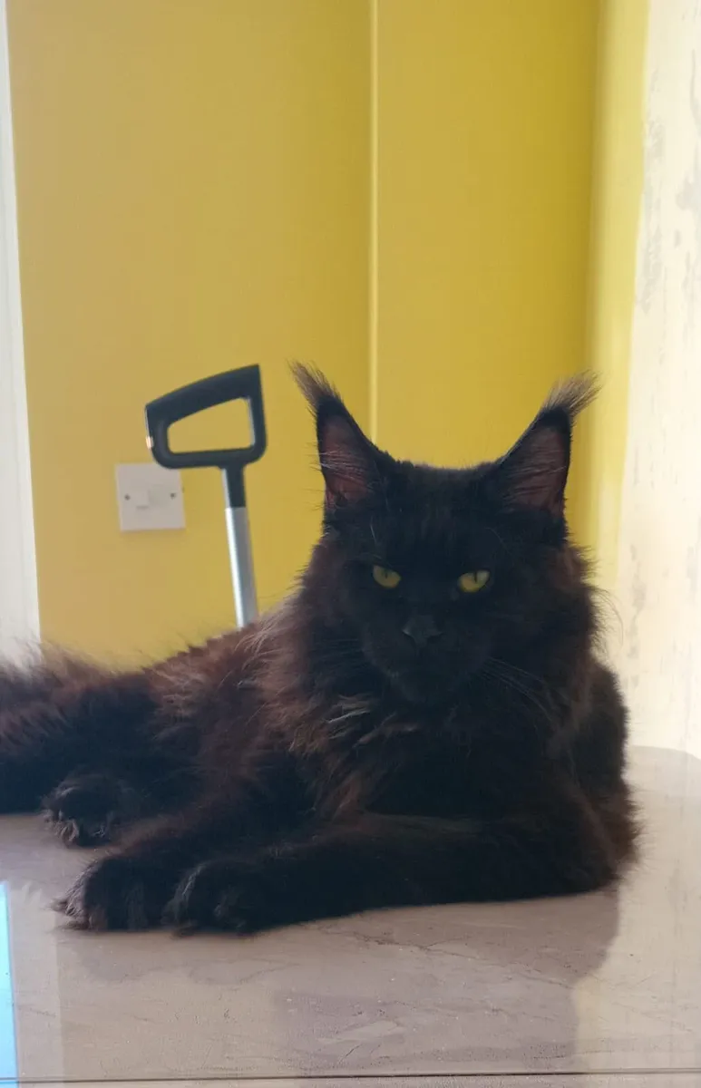 Maine Coon - Image 4