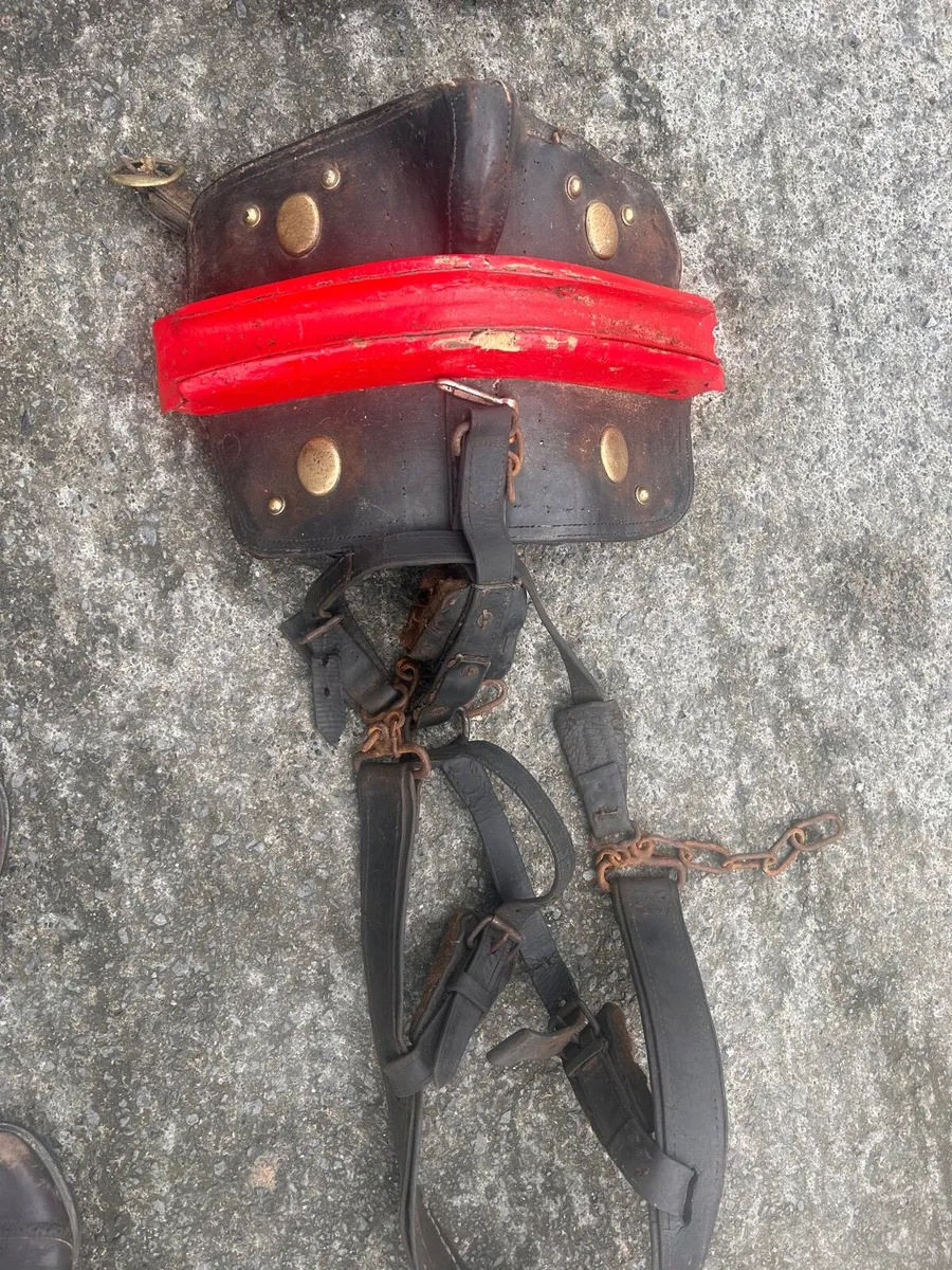 ⭐️ Donkey harness for sale ⭐️ - Image 4
