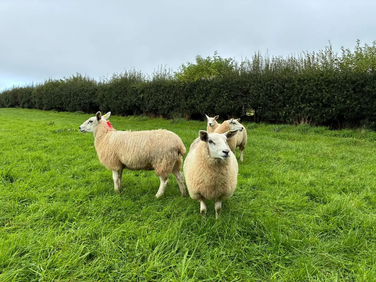Texel X Mule Ewe Lambs - Image 2