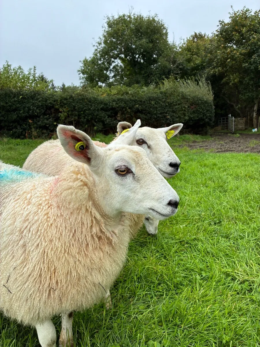 Texel X Mule Ewe Lambs - Image 3
