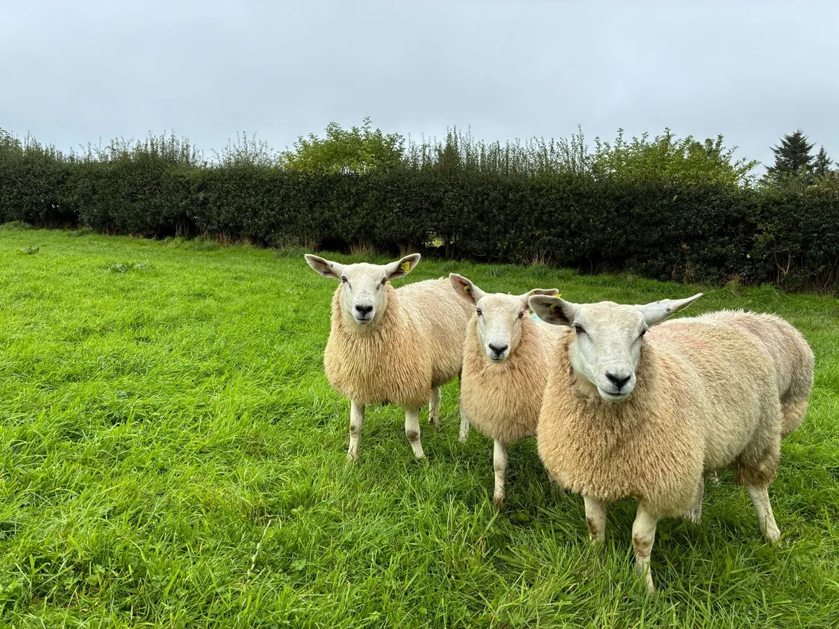 Texel X Mule Ewe Lambs - Image 4