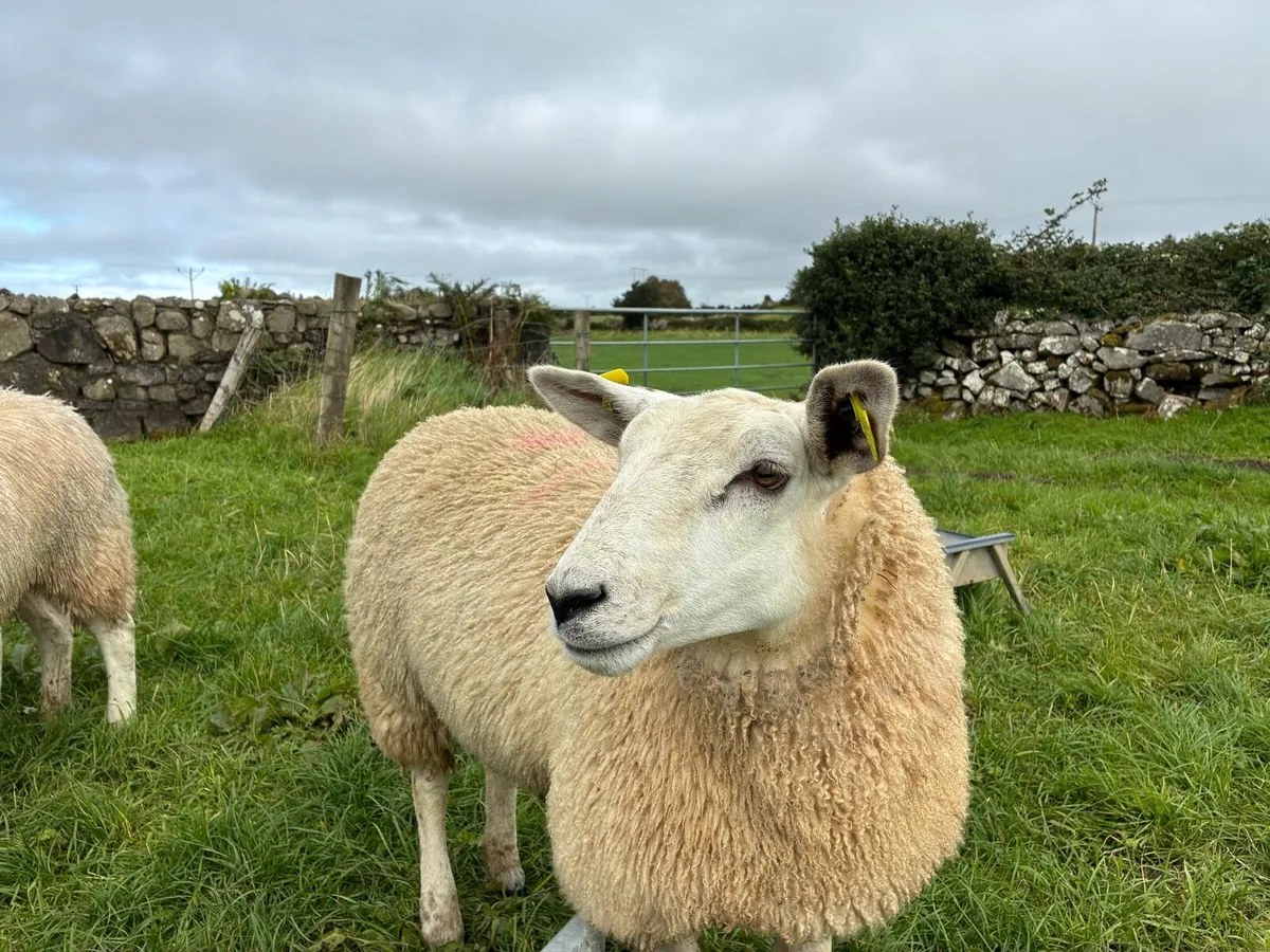 Texel X Mule Ewe Lambs - Image 1