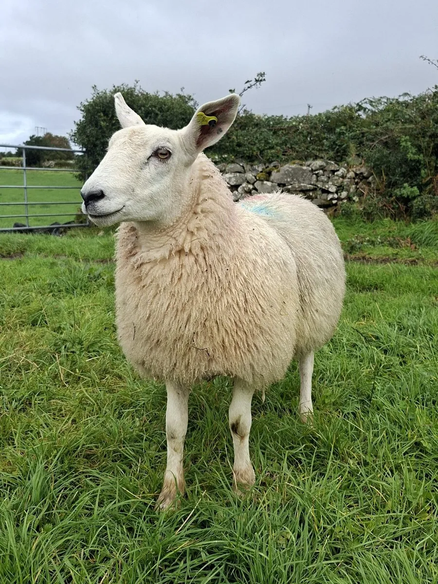 Texel X Mule Ewe Lambs - Image 1
