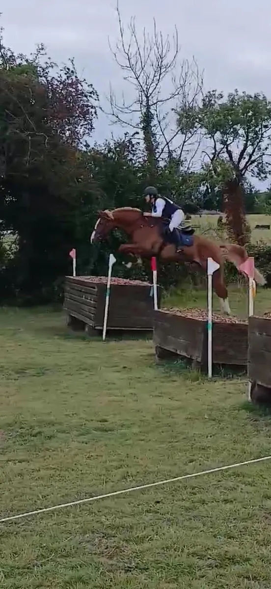 6 year old Irish sport horse - Image 3