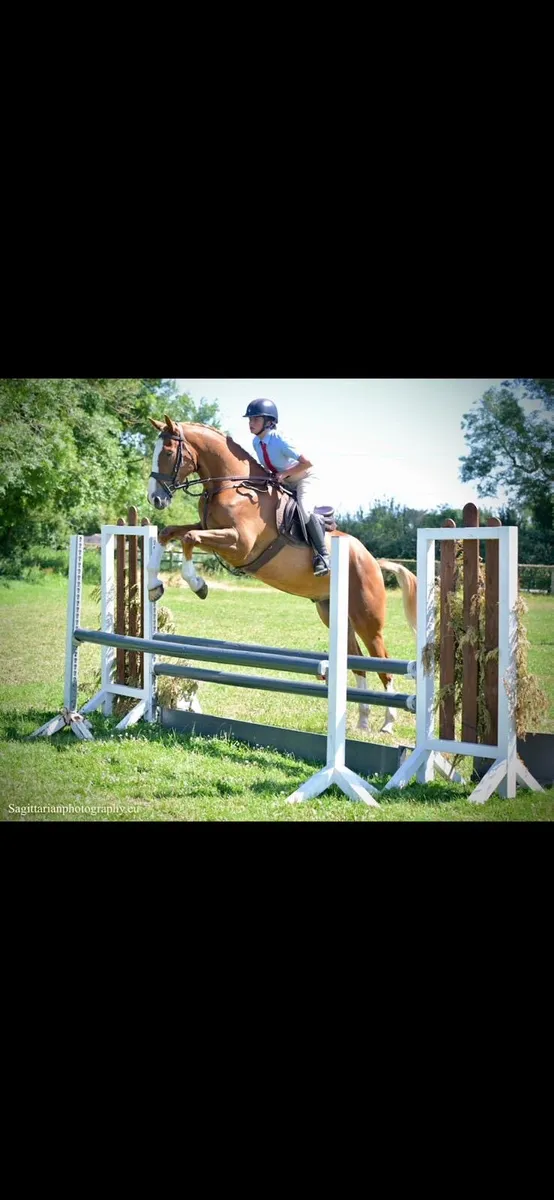 6 year old Irish sport horse - Image 2