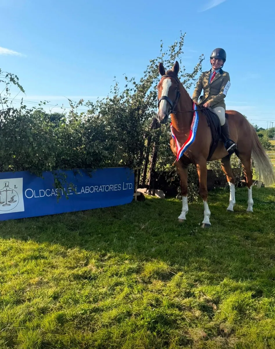 6 year old Irish sport horse - Image 1