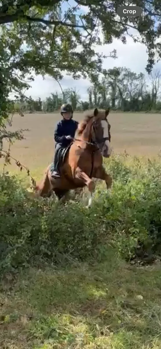 6 year old Irish sport horse - Image 4