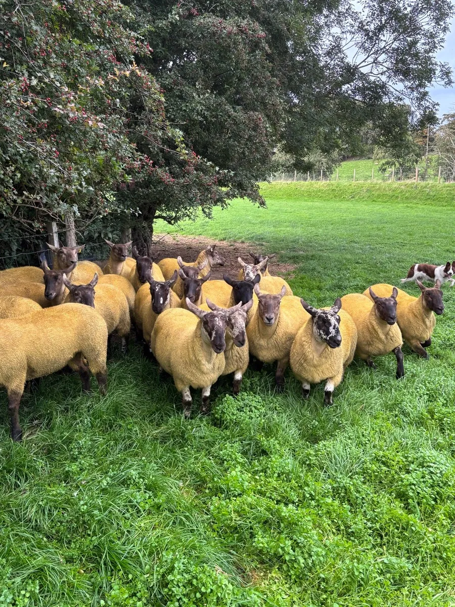 Suffock Cheviot and suffock x texel hoggets - Image 1