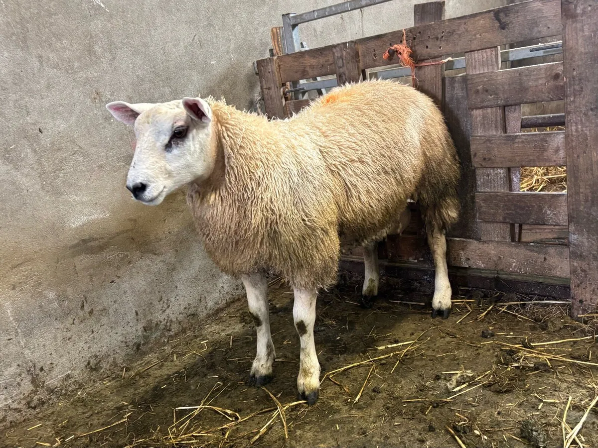 ABERFIELD RAM LAMB FOR SALE - Image 3