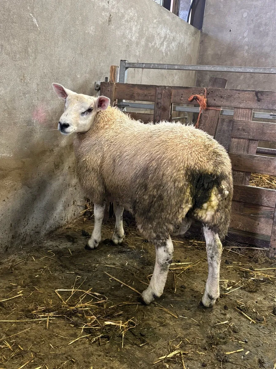 ABERFIELD RAM LAMB FOR SALE - Image 4