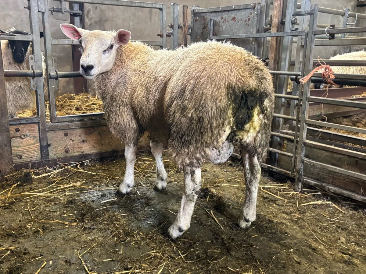 ABERFIELD RAM LAMB FOR SALE - Image 2