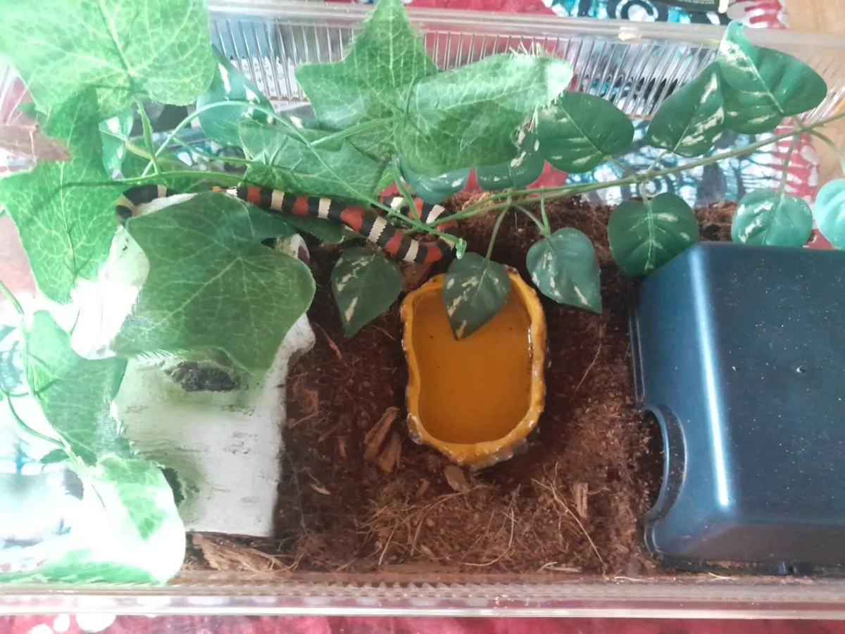 Medium Snake Exo Terra Starter Kit - Image 3