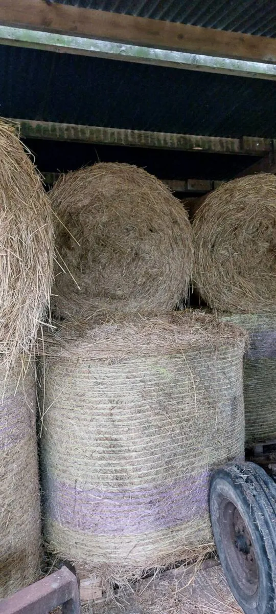 Hay - Image 1