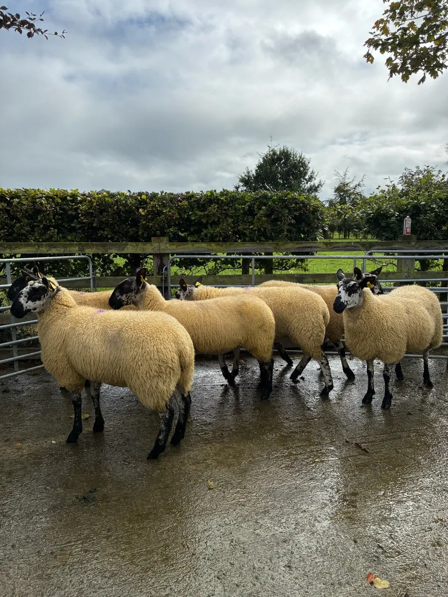 *** 6 Hoggets  *** - Image 4