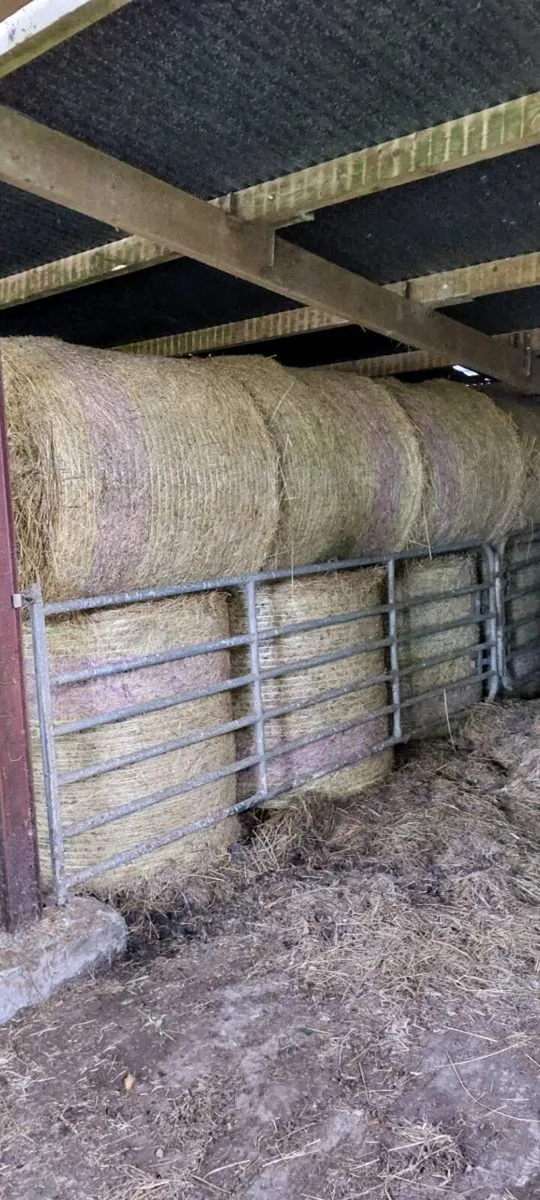 Hay - Image 2