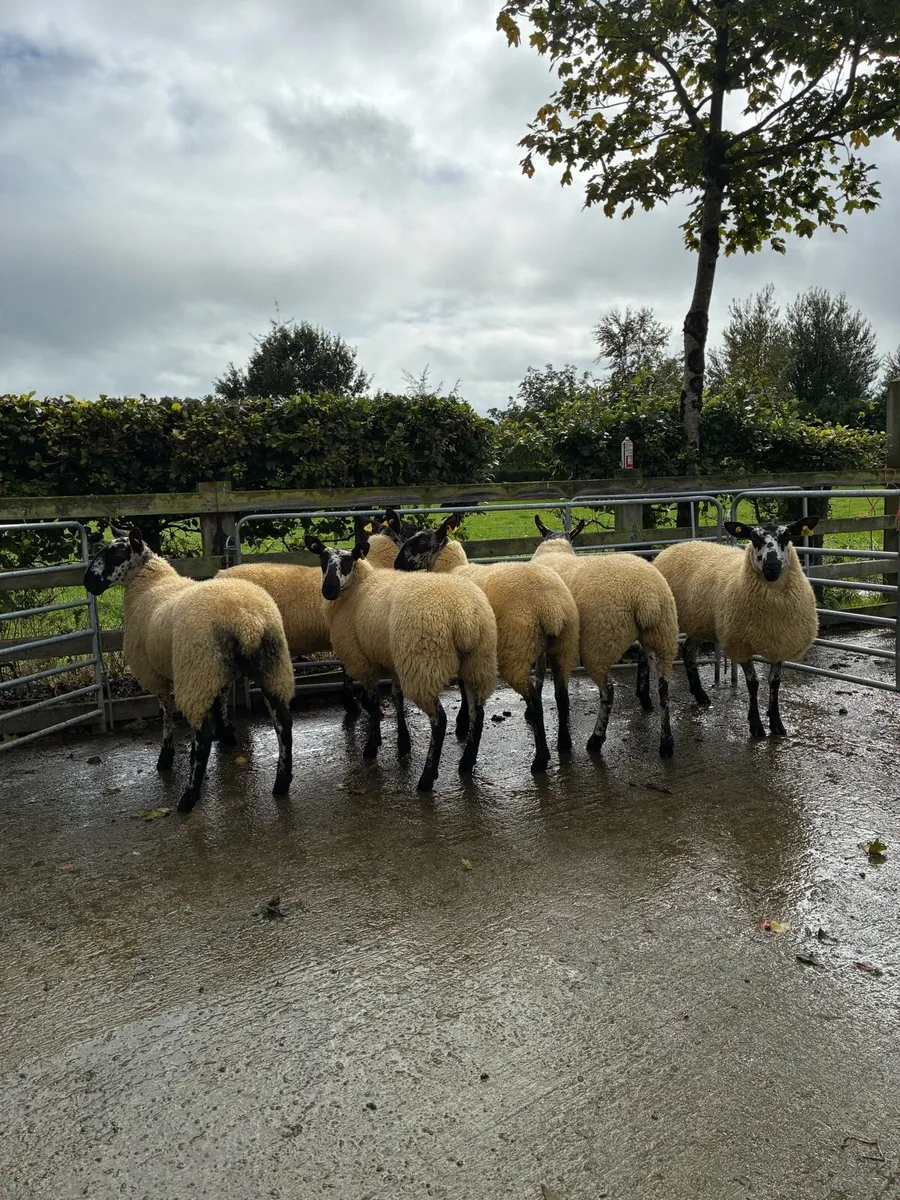 *** 6 Hoggets  *** - Image 2