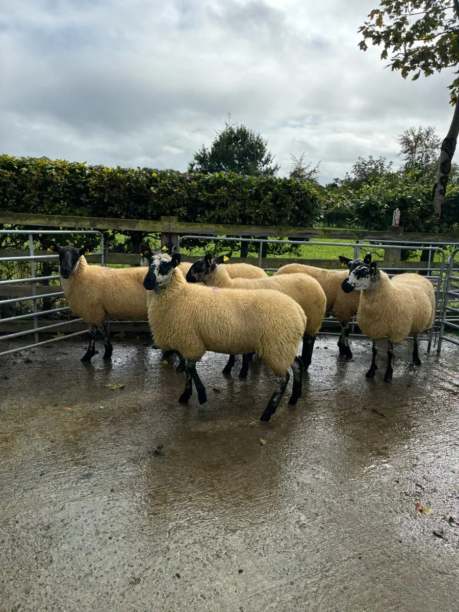*** 6 Hoggets  *** - Image 1