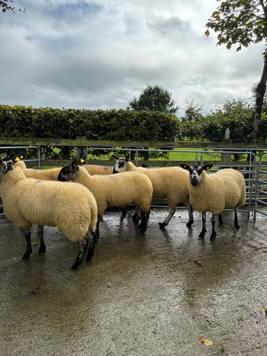 *** 6 Hoggets  *** - Image 3