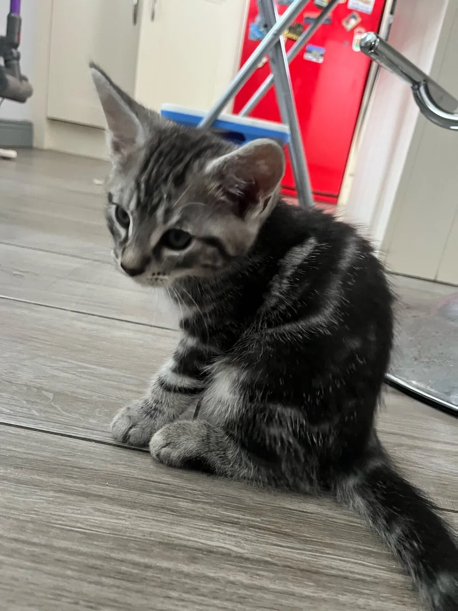 Beautiful Maine coon X Kitten - Image 3