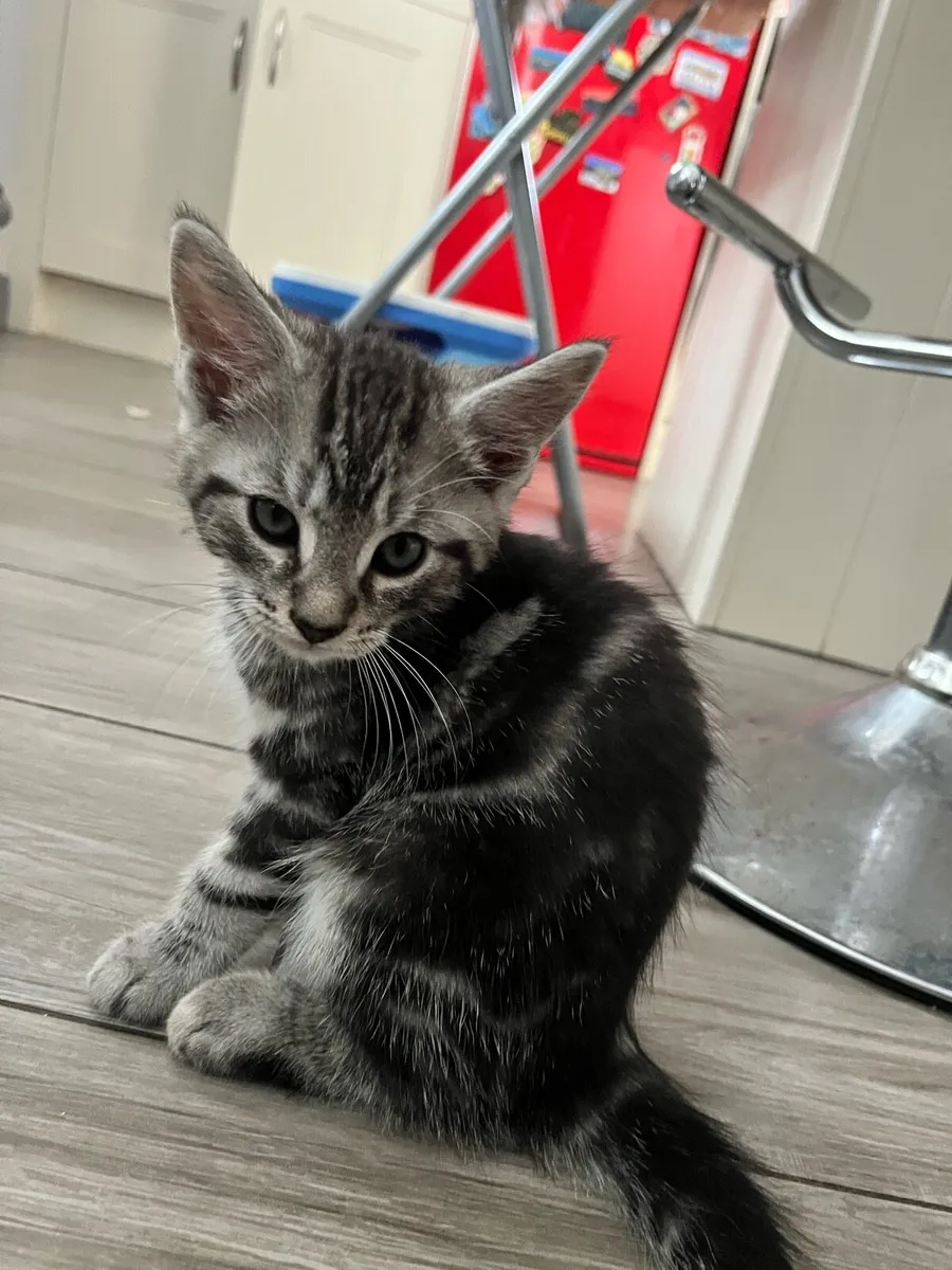 Beautiful Maine coon X Kitten - Image 4