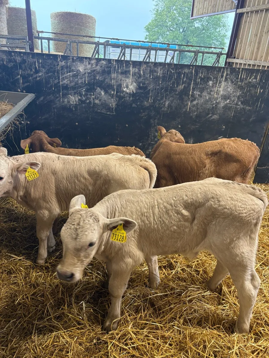 4 smashing (HOME BRED) Chx bulls 4-6 weeks old 🔥 - Image 1