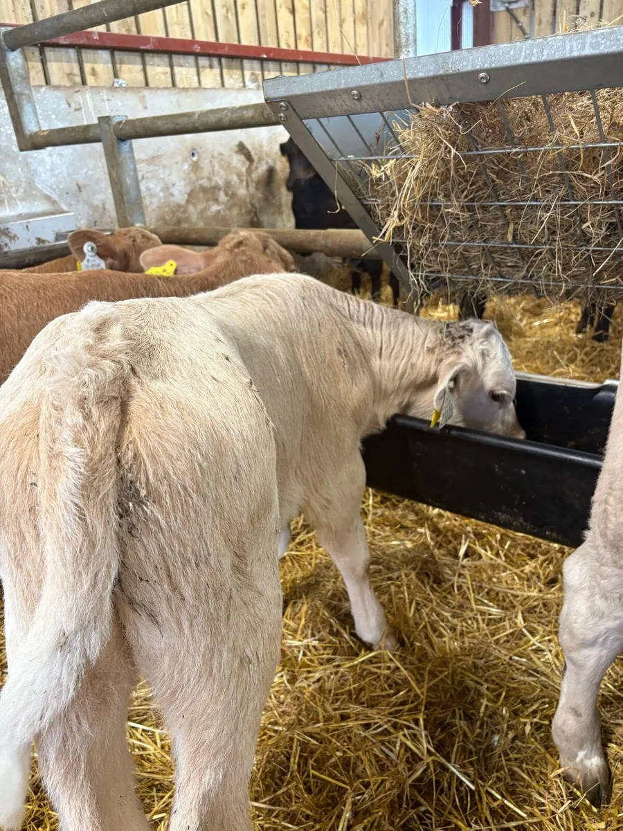 4 smashing (HOME BRED) Chx bulls 4-6 weeks old 🔥 - Image 3