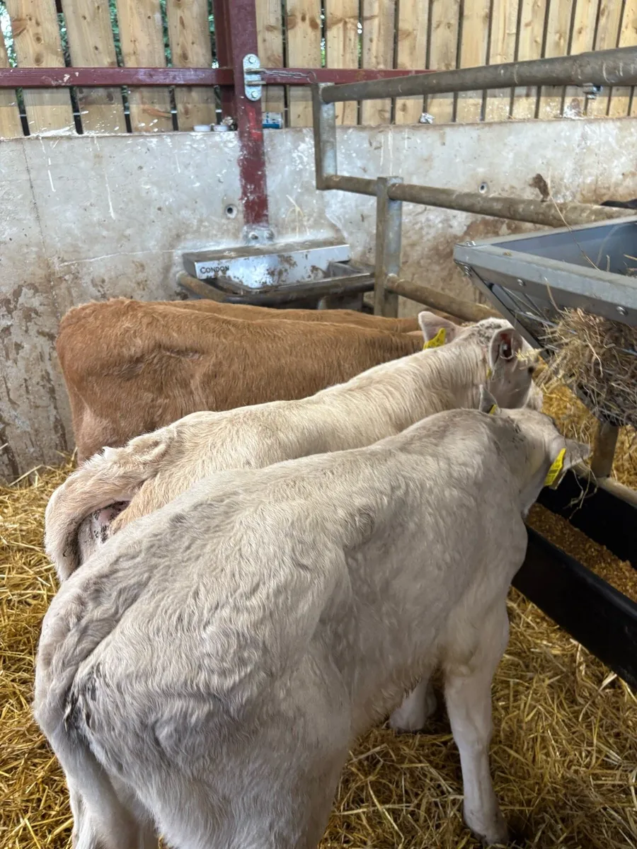 4 smashing (HOME BRED) Chx bulls 4-6 weeks old 🔥 - Image 4