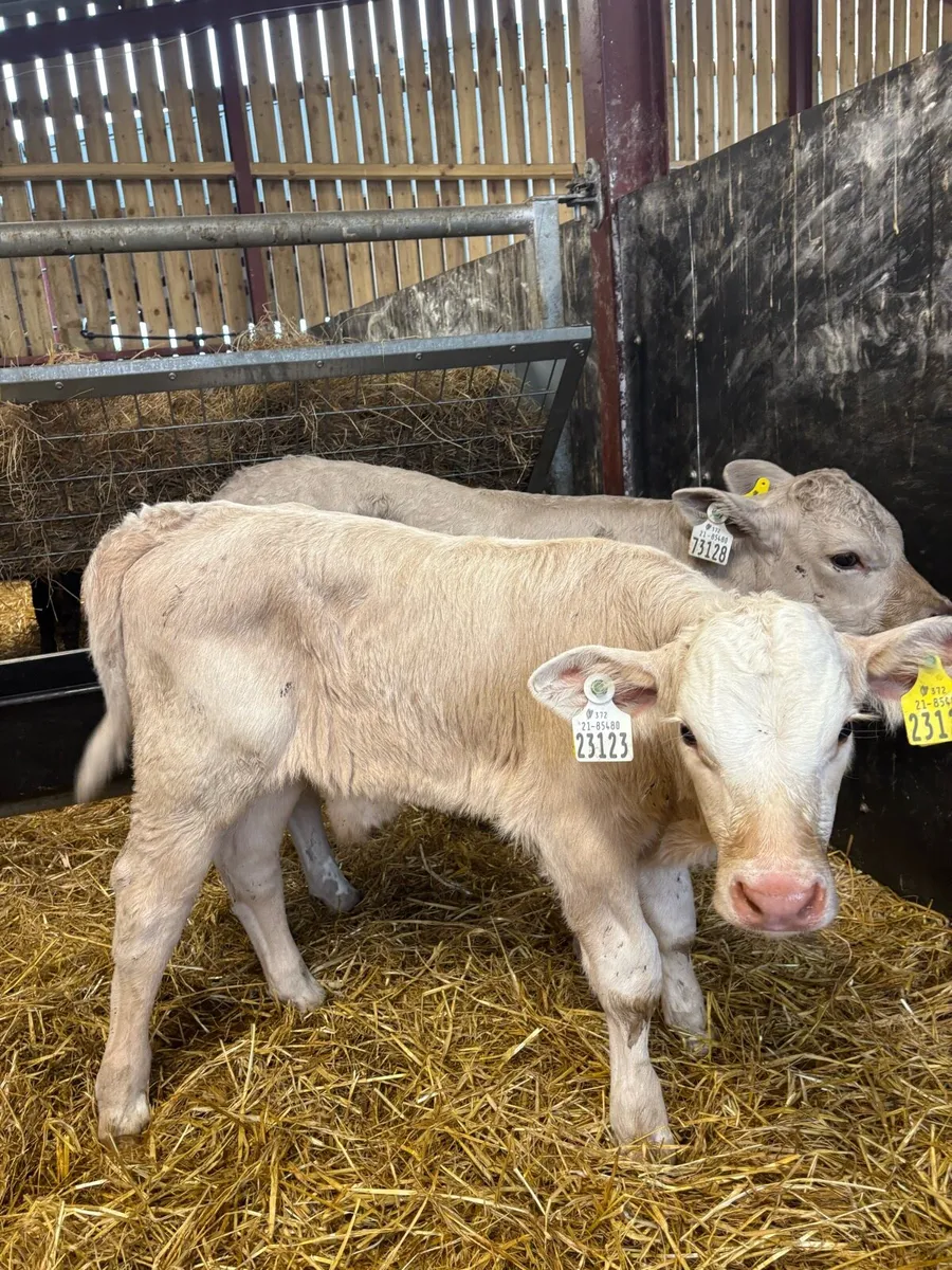 4 smashing (HOME BRED) Chx bulls 4-6 weeks old 🔥 - Image 2